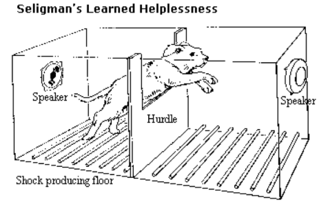 dog-experiment-expectation